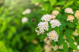 Attēlu rezultāti vaicājumam “Spiraea chamaedryfolia flower”