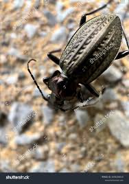 Attēlu rezultāti vaicājumam “Carabus granulatus”