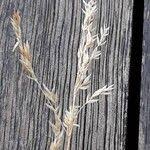 Attēlu rezultāti vaicājumam “Poa pratensis fruit”