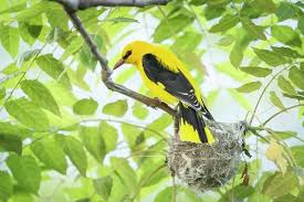 Attēlu rezultāti vaicājumam “Oriolus oriolus male”