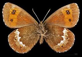 Attēlu rezultāti vaicājumam “Erebia ligea upperside”