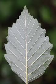 Attēlu rezultāti vaicājumam “Alnus incana leaf”