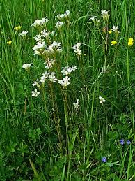 Attēlu rezultāti vaicājumam “Saxifraga granulata leaf”