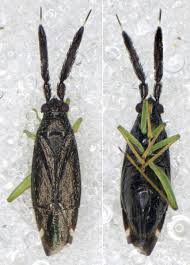 Attēlu rezultāti vaicājumam “Rabdophaga degeeri”