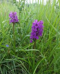 Attēlu rezultāti vaicājumam “Dactylorhiza ochroleuca bud”