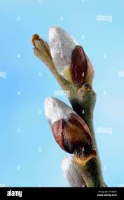 Attēlu rezultāti vaicājumam “Salix caprea bud”