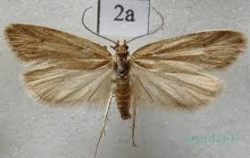 Attēlu rezultāti vaicājumam “Diurnea lipsiella”