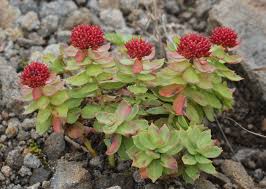 Attēlu rezultāti vaicājumam “Rhodiola rosea flower”