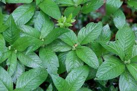 Attēlu rezultāti vaicājumam “Mercurialis perennis leaf”