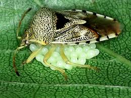 Attēlu rezultāti vaicājumam “Elasmucha grisea”