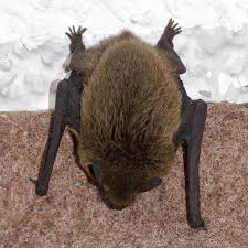 Attēlu rezultāti vaicājumam “Pipistrellus nathusii”