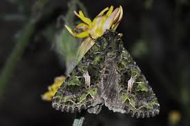 Attēlu rezultāti vaicājumam “Trachea atriplicis”