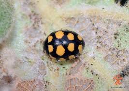 Attēlu rezultāti vaicājumam “Coccinula quatuordecimpustulata”