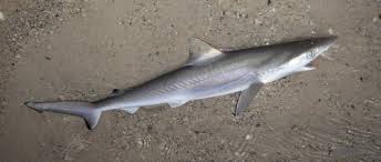 Image result for Rhizoprionodon terraenovae