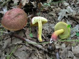 Attēlu rezultāti vaicājumam “Xerocomus rubellus”