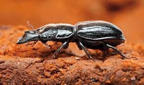 Attēlu rezultāti vaicājumam “Ceruchus chrysomelinus imago”