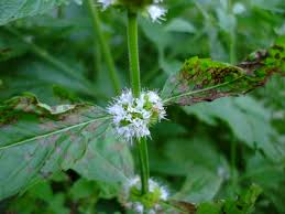 Attēlu rezultāti vaicājumam “Mentha arvensis flower”