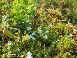 Attēlu rezultāti vaicājumam “Stellaria palustris”