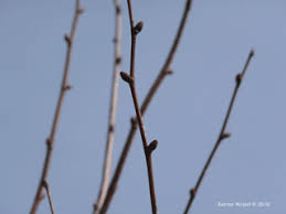 Attēlu rezultāti vaicājumam “Tilia cordata bud”