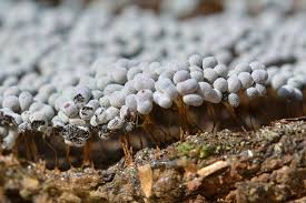 Attēlu rezultāti vaicājumam “Badhamia affinis var. microspora”