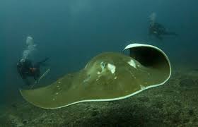 Image result for Megatrygon microps