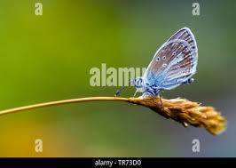 Attēlu rezultāti vaicājumam “Eumedonia eumedon underside”