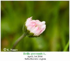 Attēlu rezultāti vaicājumam “Bellis perennis bud”