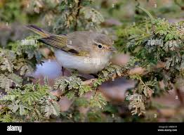 Image result for Phylloscopus orientalis