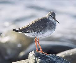 Attēlu rezultāti vaicājumam “Tringa totanus”