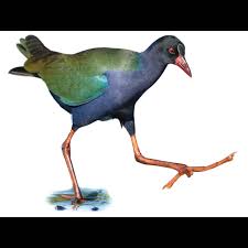 Image result for Porphyrio alleni