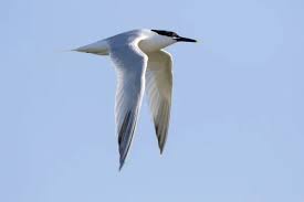 Attēlu rezultāti vaicājumam “Sterna sandvicensis”