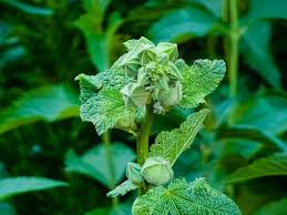 Attēlu rezultāti vaicājumam “Alcea rosea bud”