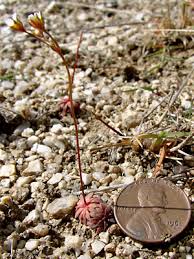 Attēlu rezultāti vaicājumam “Androsace septentrionalis fruit”