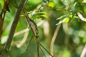 Image result for Dendroica pensylvanica