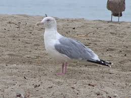 Attēlu rezultāti vaicājumam “Larus argentatus adult”