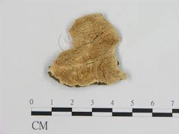 Attēlu rezultāti vaicājumam “Dentipellis fragilis”