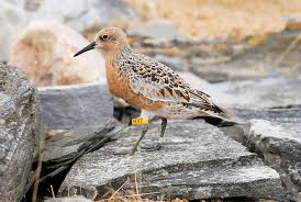Image result for Calidris tenuirostris