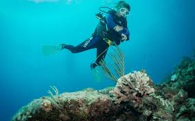 Image result for Blue Water Diving
