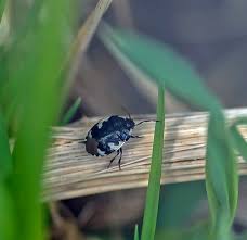 Attēlu rezultāti vaicājumam “Tritomegas bicolor nymph”