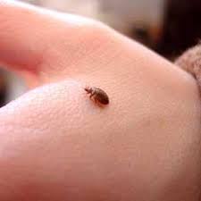 Image result for bed bugs