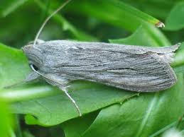 Attēlu rezultāti vaicājumam “Cucullia umbratica”