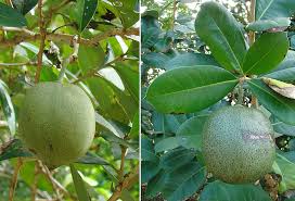 Attēlu rezultāti vaicājumam “Campanula latifolia fruit”