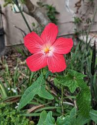 Image result for Abelmoschus moschatus