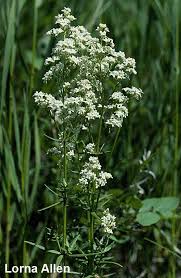 Attēlu rezultāti vaicājumam “Galium boreale fruit”