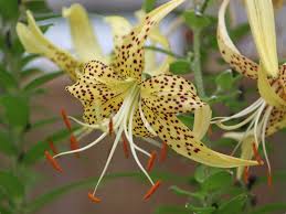 Attēlu rezultāti vaicājumam “Lilium lancifolium”