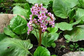 Attēlu rezultāti vaicājumam “Bergenia crassifolia flower”