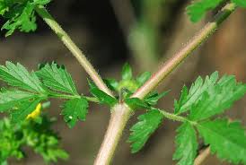 Attēlu rezultāti vaicājumam “Potentilla supina”