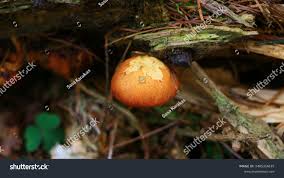 Attēlu rezultāti vaicājumam “Gymnopilus sapineus”