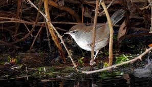 Image result for Cettia cetti