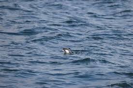 Image result for Brachyramphus perdix